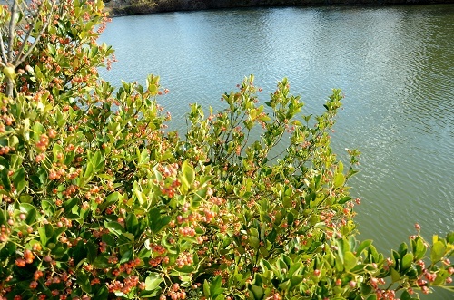 a0158478_16313851.jpg