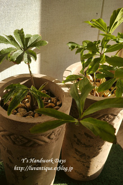 f0330978_13154585.gif