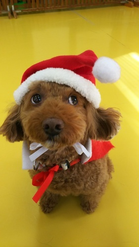 🎄クリスマス🎄第2弾_f0357682_16454156.jpg