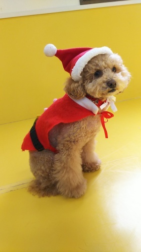 🎄クリスマス🎄第2弾_f0357682_16455517.jpg