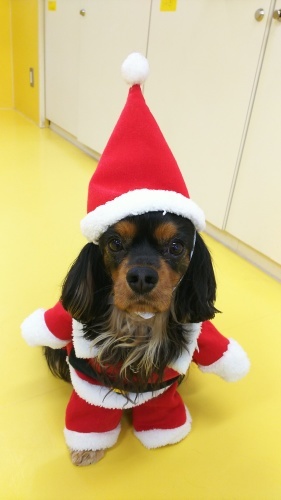 🎄クリスマス🎄第2弾_f0357682_16461977.jpg