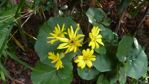 c0212083_17332440.jpg