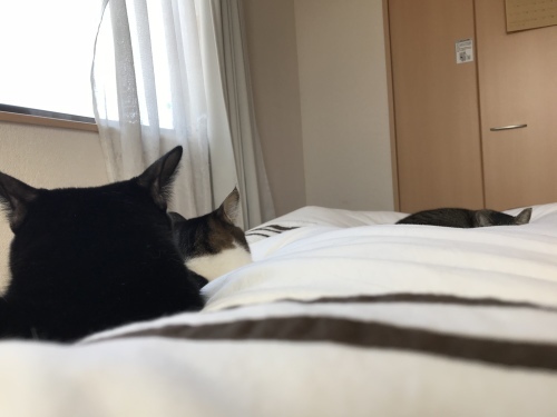 c0340786_19315645.jpeg