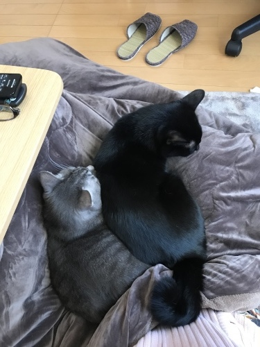 c0340786_19323629.jpeg
