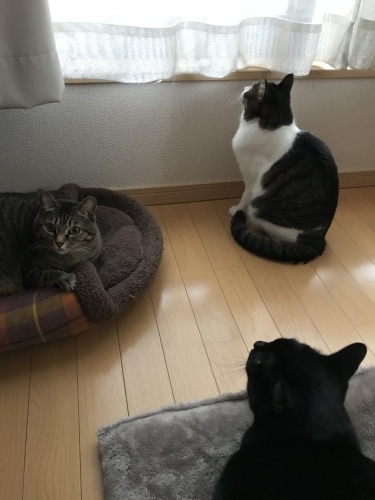c0340786_19411759.jpeg
