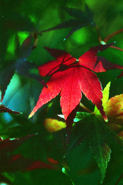 c0386291_22563470.jpg