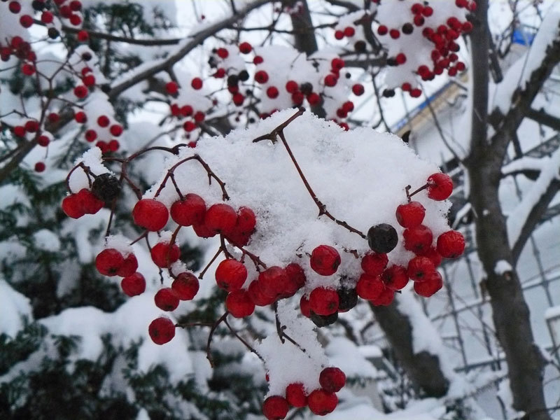綿雪 カメラと散歩 2