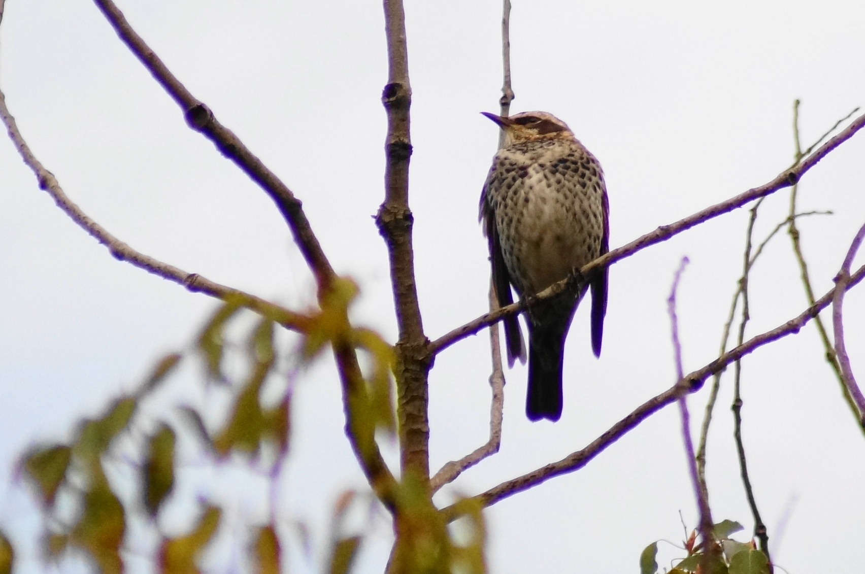 つぐみ 風見鶏日記