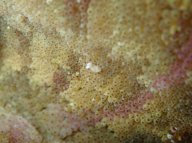 e0115199_16324960.jpg