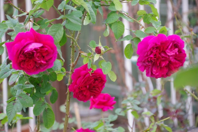 いつまで咲くのか小さなローズガーデンの薔薇 季節の風を追いかけて いつまで咲くのか小さなローズガーデンの薔薇 季節の風を追いかけて
