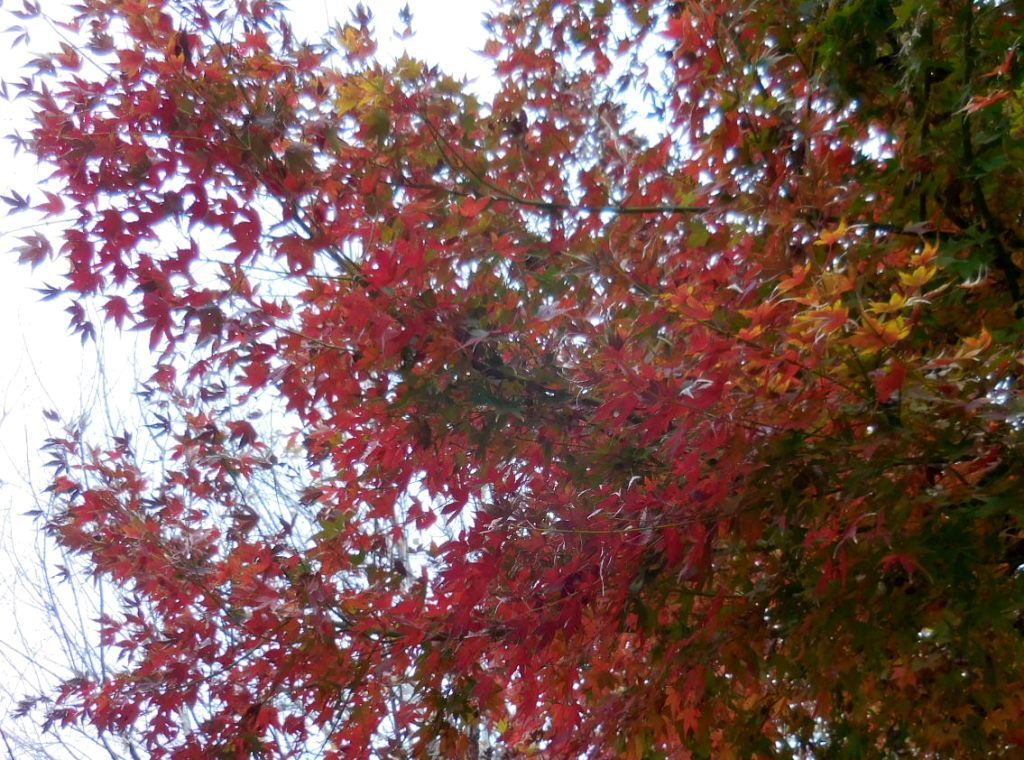 お散歩道の紅葉_e0200101_22104666.jpg