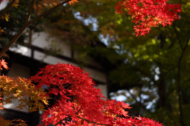 紅葉鮮やかに _a0357206_19012713.jpg