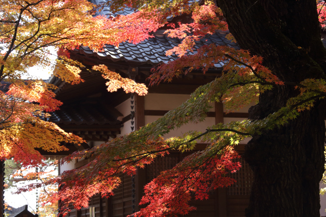 紅葉鮮やかに _a0357206_19021035.jpg