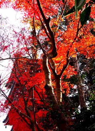 本土寺の紅葉　（12月9日　寫壇太陽撮影会）_a0023315_11314558.jpg