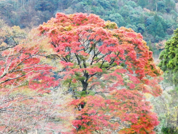 みのハイキングクラブ忘年登山　百々ｹ峰登山(418M)_d0170615_09325103.jpg