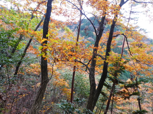 みのハイキングクラブ忘年登山　百々ｹ峰登山(418M)_d0170615_09340997.jpg