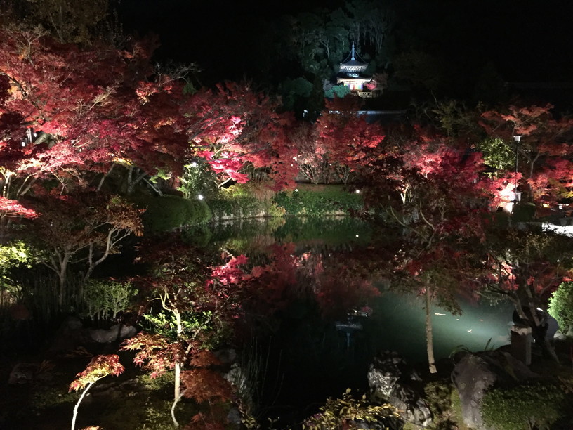 2018年11月『京都の紅葉』 November 2018 \"The Autumn of Kyoto\"_c0219616_20342119.jpg