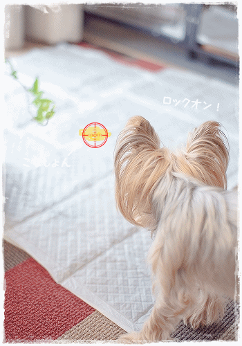 d0179828_10271244.gif