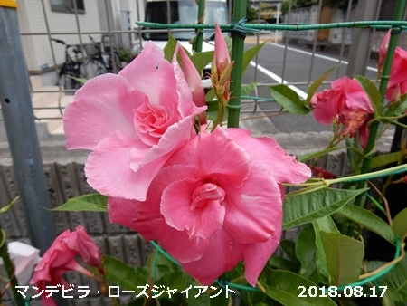 e0033229_19111051.jpg