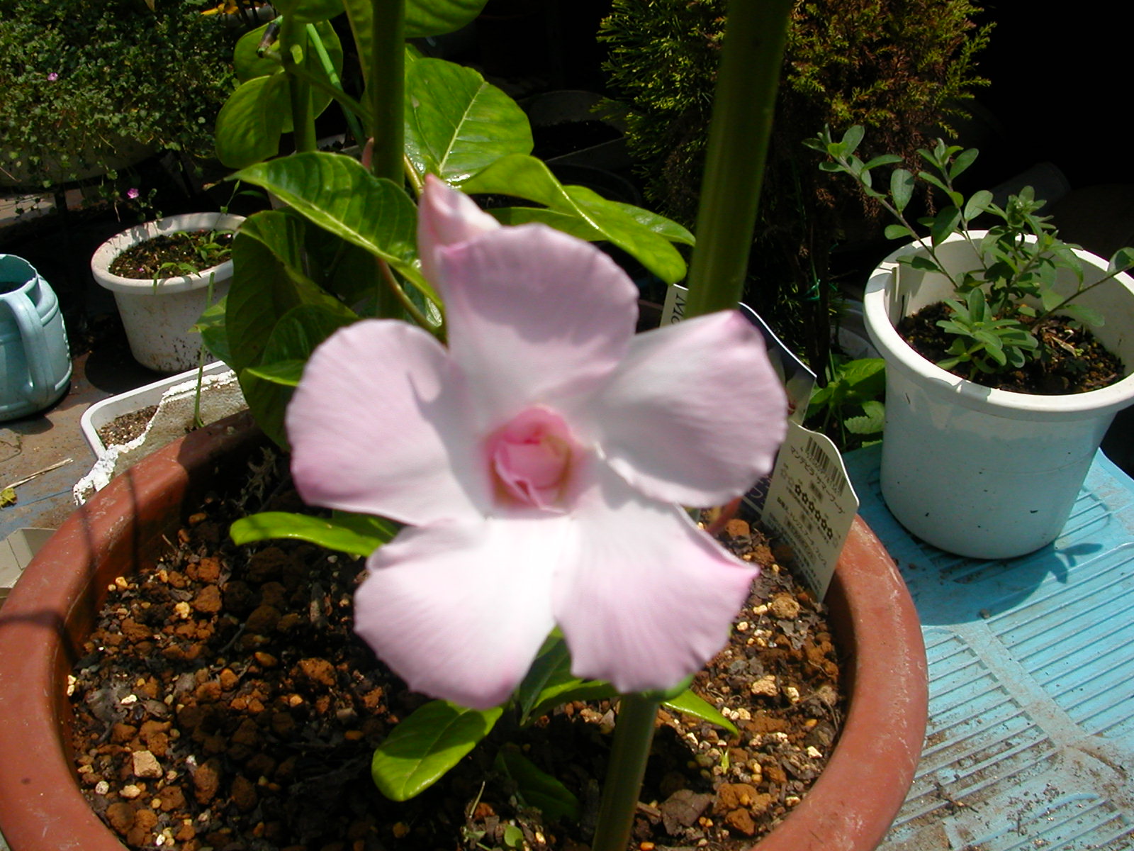 e0033229_1921250.jpg