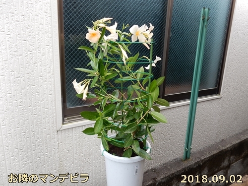 e0033229_19241454.jpg