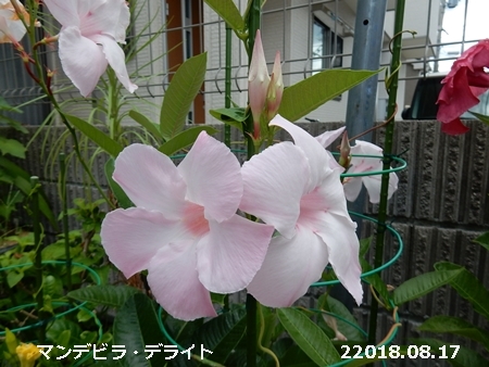 e0033229_1972811.jpg
