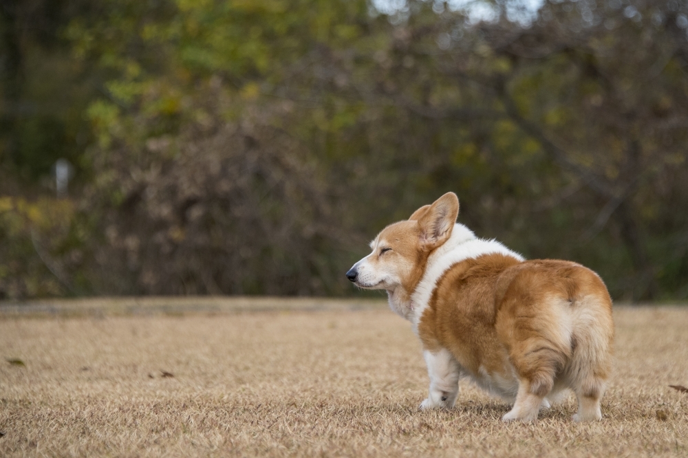 愛犬「もも」ちゃんと、ようさんぽ_e0389737_09530153.jpg