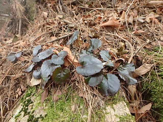 f0334143_8433836.jpg