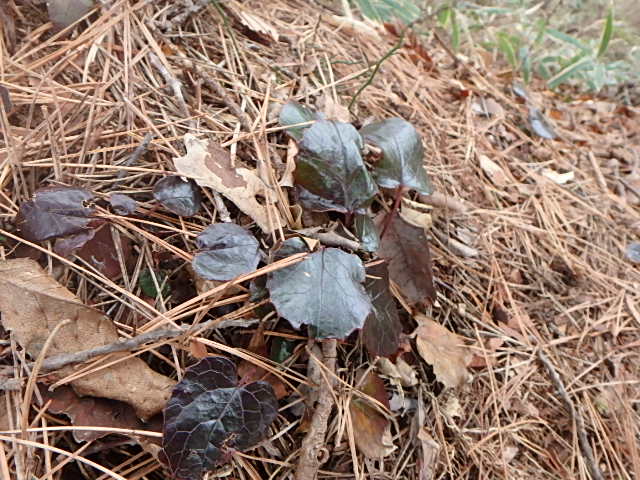 f0334143_8515356.jpg