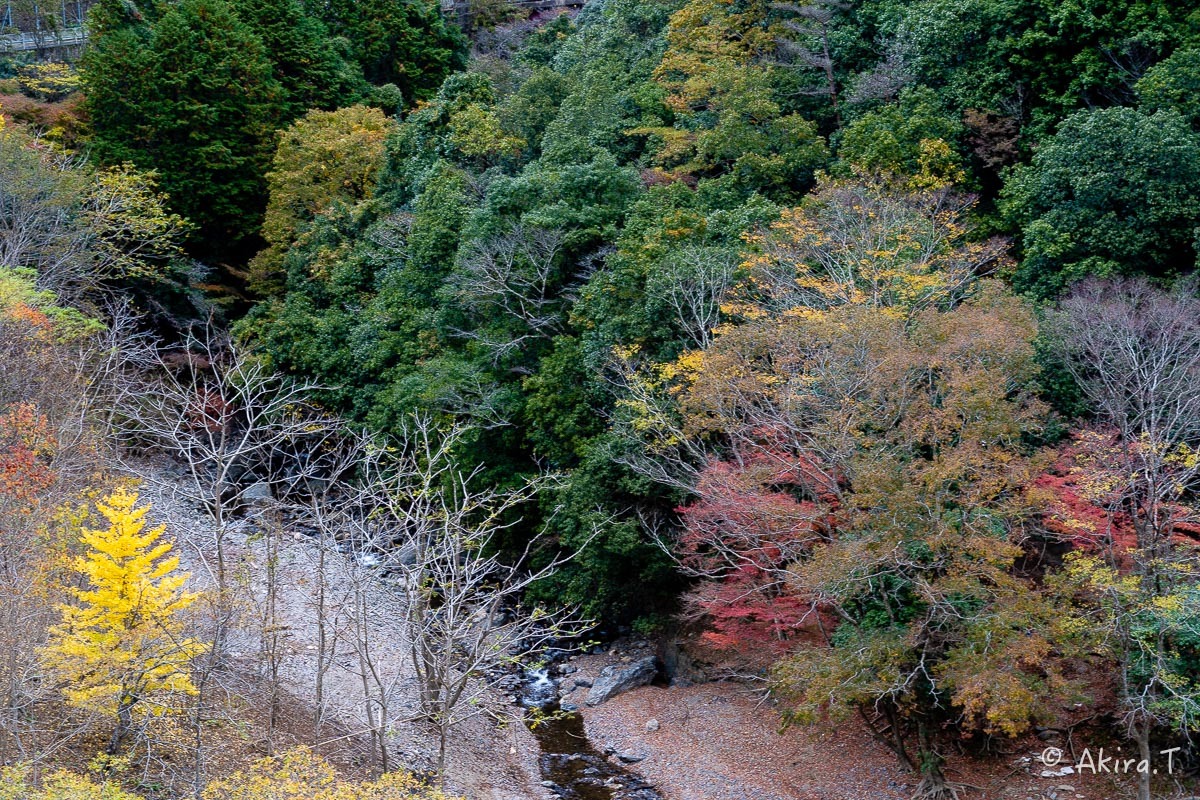京都の紅葉 2018 〜16〜_f0152550_21550066.jpg