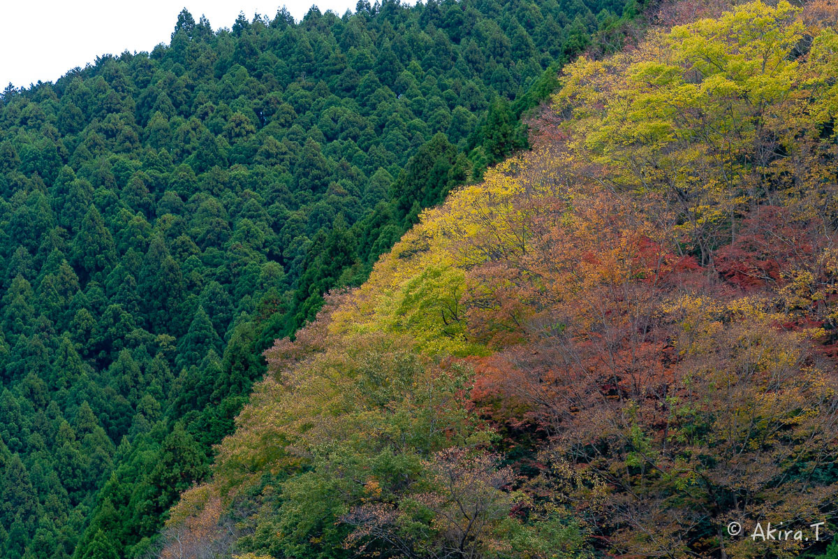 京都の紅葉 2018 〜16〜_f0152550_21554545.jpg