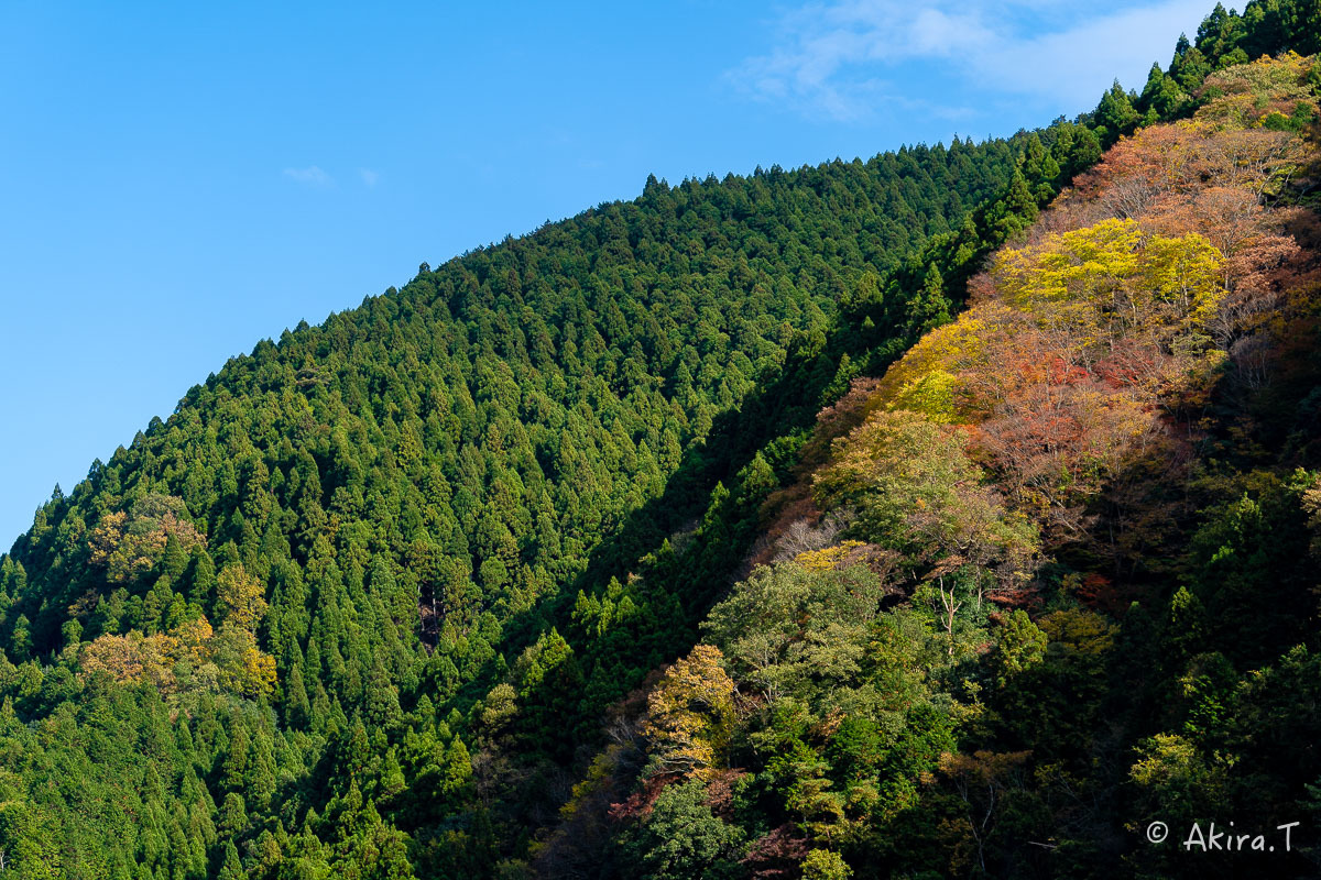 京都の紅葉 2018 〜16〜_f0152550_21580849.jpg
