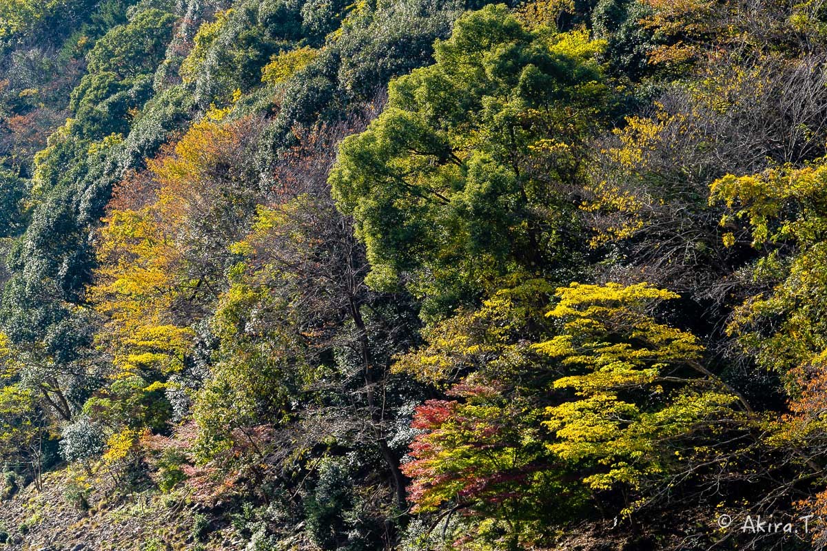 京都の紅葉 2018 〜16〜_f0152550_21583744.jpg