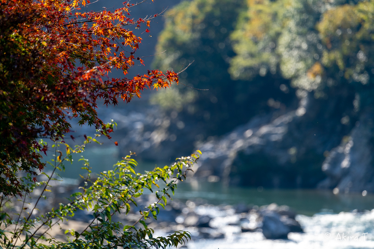 京都の紅葉 2018 〜16〜_f0152550_21590780.jpg