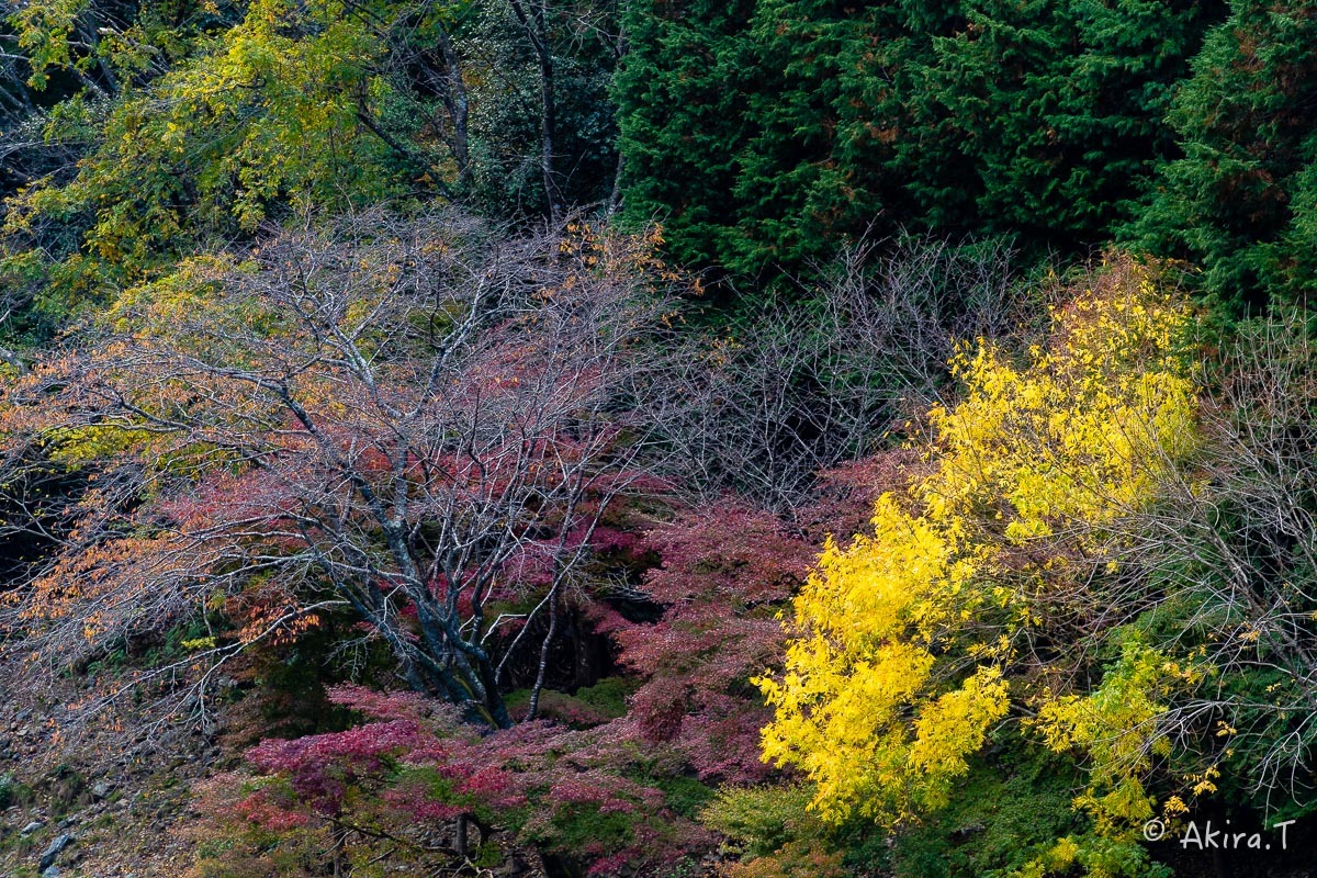 京都の紅葉 2018 〜16〜_f0152550_21592171.jpg