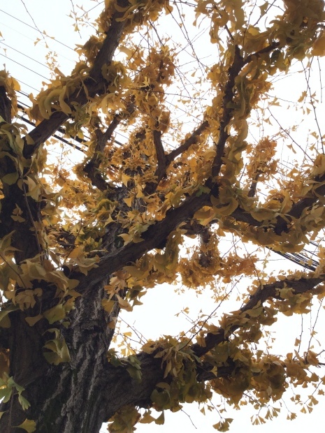 c0073152_16391795.jpg