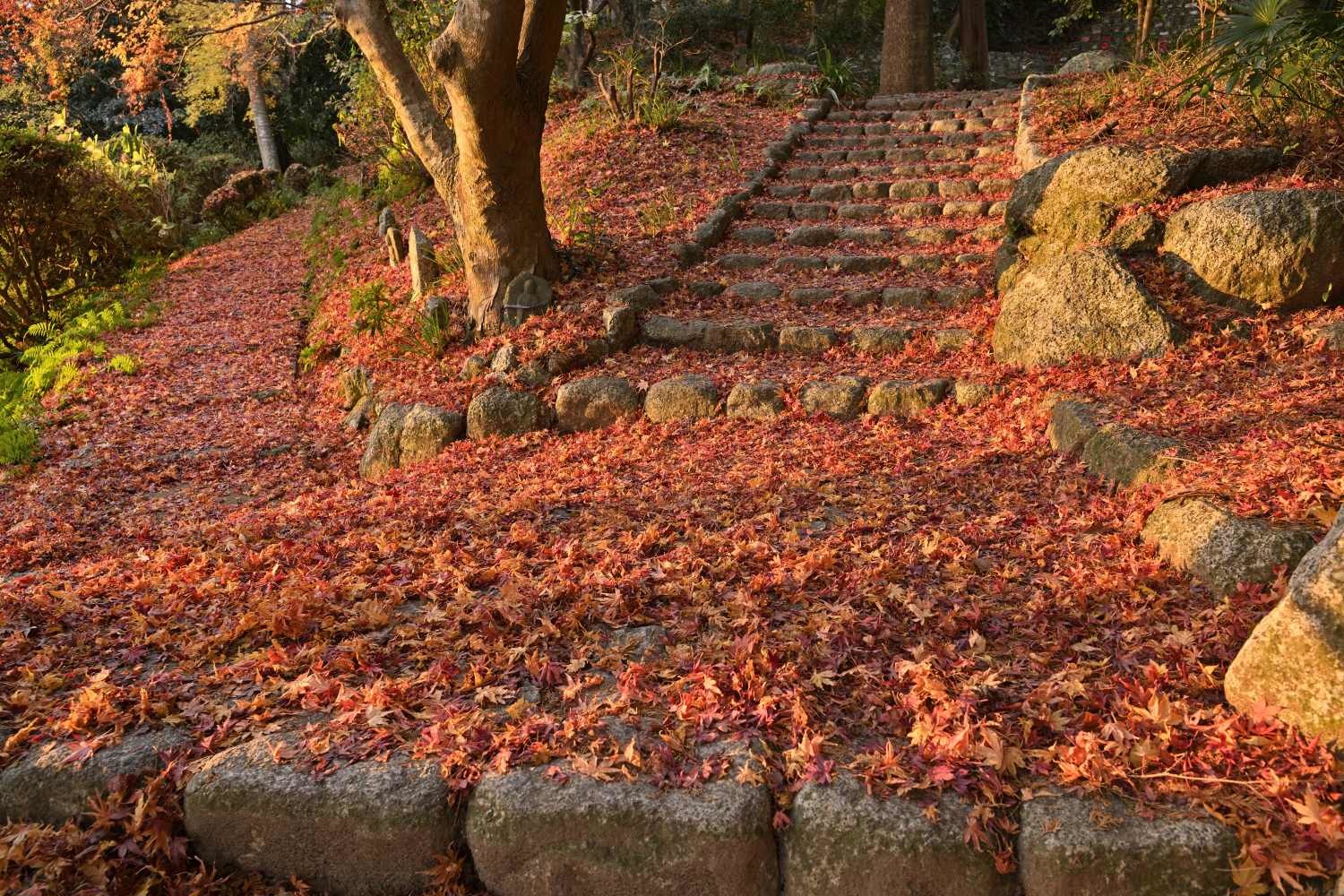 紅葉 33 最終回      奈良県_d0286954_05454806.jpg