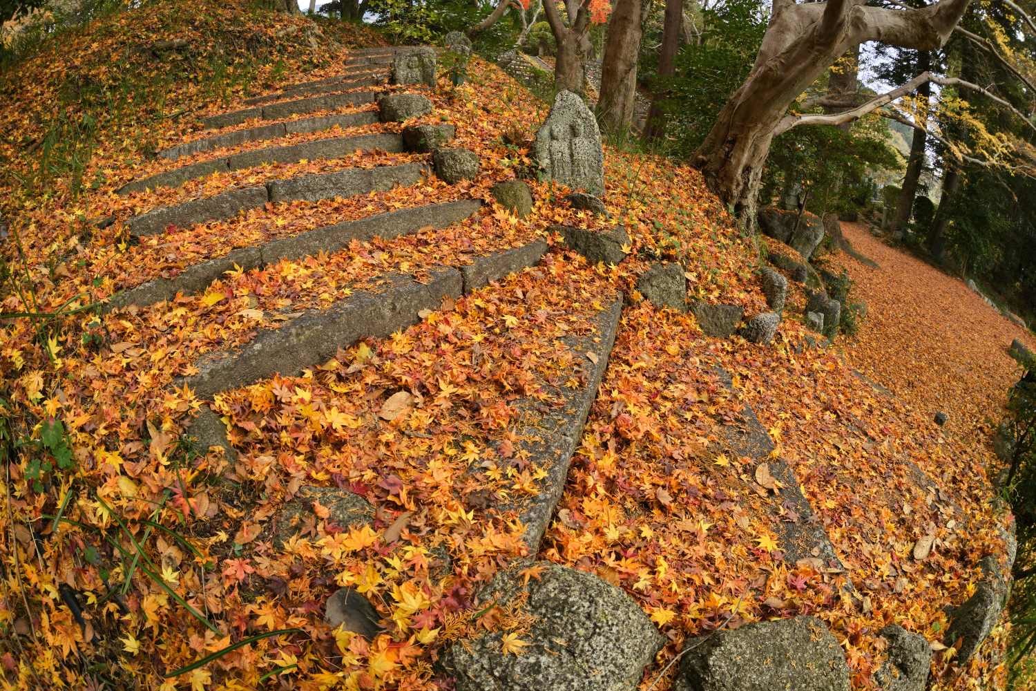 紅葉 33 最終回      奈良県_d0286954_05460274.jpg