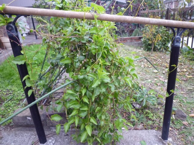 おかわかめ(雲南百薬）_a0108356_10003434.jpg
