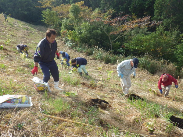 アジサイ植栽＆芝桜植え替え_a0112066_15530921.jpg