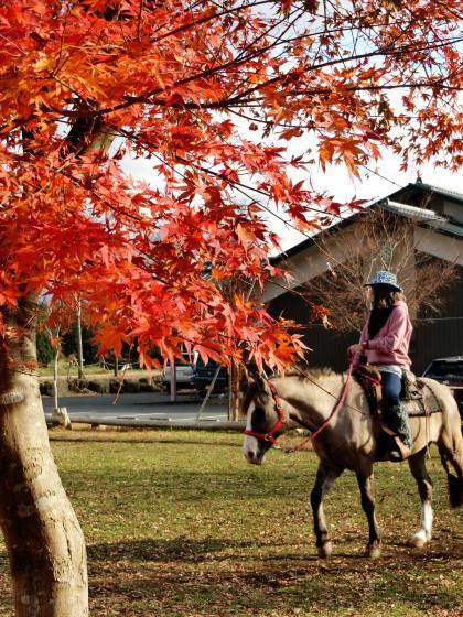 11/22～25、伊豆・山梨旅行、その5：山梨「大柳川渓谷」_e0045768_21405885.jpg