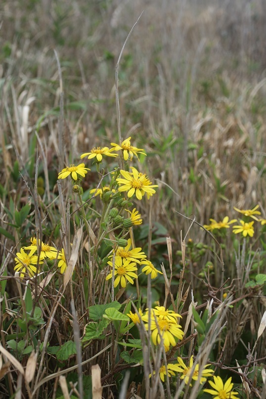 e0304170_18410169.jpg
