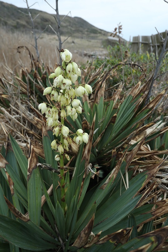 e0304170_18413617.jpg