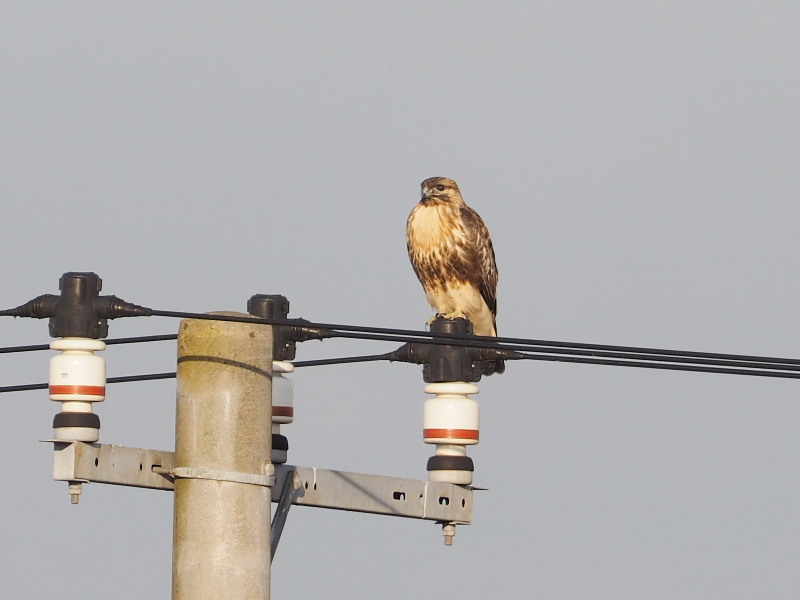電柱にはノスリも コーヒー党の野鳥と自然 パート2 電柱にはノスリも コーヒー党の野鳥と自然 パート2