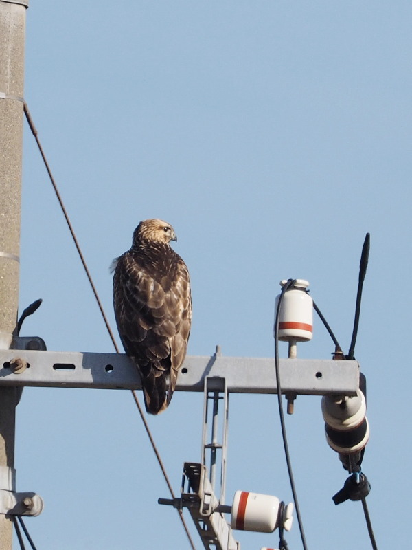 電柱にはノスリも コーヒー党の野鳥と自然 パート2 電柱にはノスリも コーヒー党の野鳥と自然 パート2