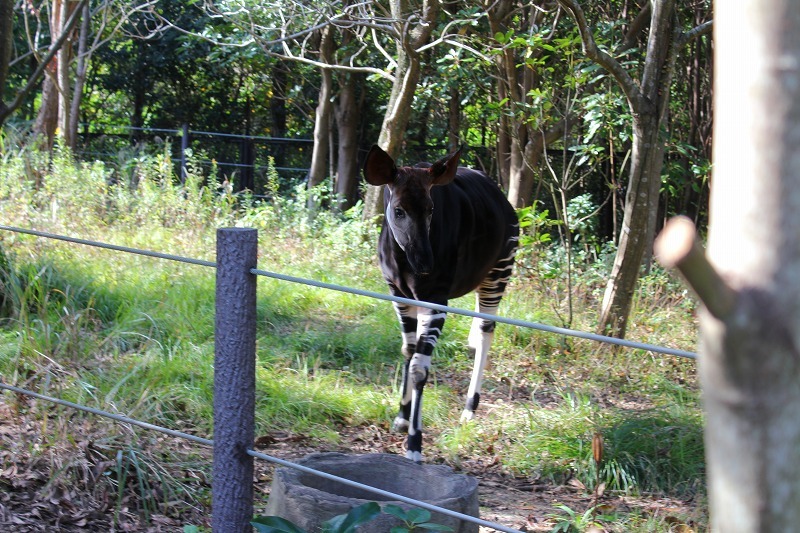 Daily Diary【11/11-11/17】秋祭り、生き物係で亀を買いに、ドキドキシャーク、『チャイルド44 森に消えた子供たち』、ズーラシア5時間周遊コース_e0374581_11353355.jpg