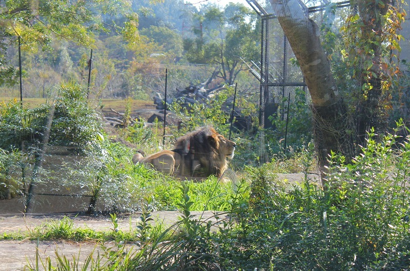 Daily Diary【11/11-11/17】秋祭り、生き物係で亀を買いに、ドキドキシャーク、『チャイルド44 森に消えた子供たち』、ズーラシア5時間周遊コース_e0374581_11403361.jpg