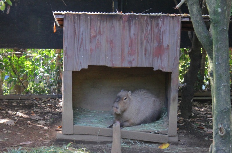 Daily Diary【11/11-11/17】秋祭り、生き物係で亀を買いに、ドキドキシャーク、『チャイルド44 森に消えた子供たち』、ズーラシア5時間周遊コース_e0374581_11490284.jpg