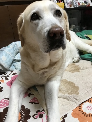 f0315081_21130349.jpeg