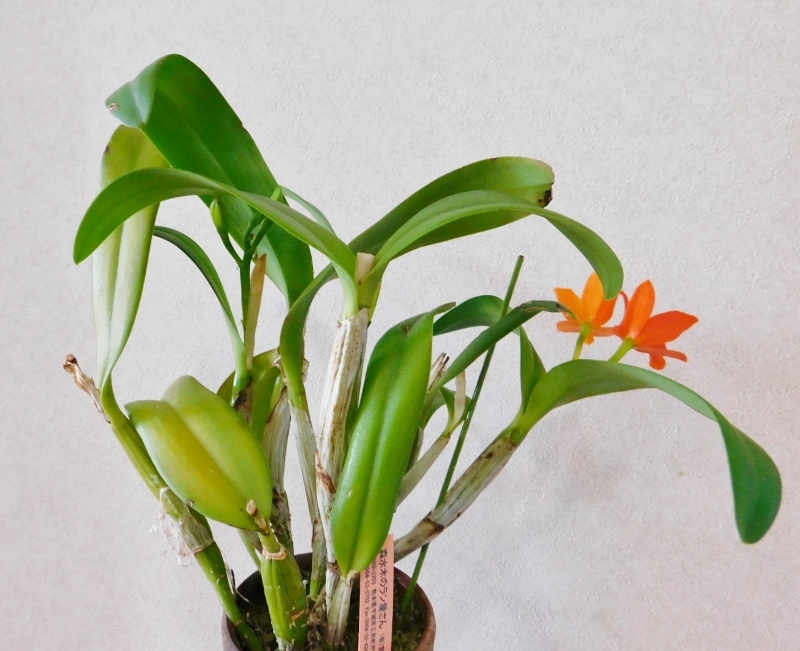 ヤンミンオレンジ 2輪目開花 D1bada ヤンミンオレンジ 2輪目開花 D1bada